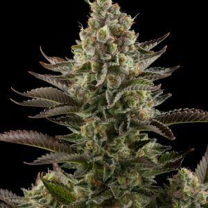 WHITEWIDOW