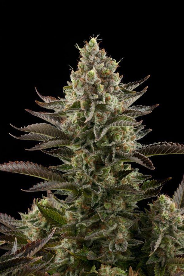 WHITEWIDOW