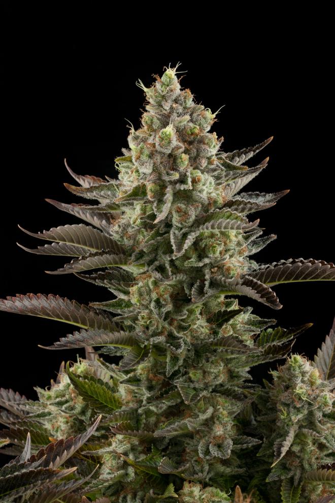 WHITEWIDOW