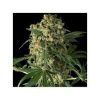 BIG KUSH 3