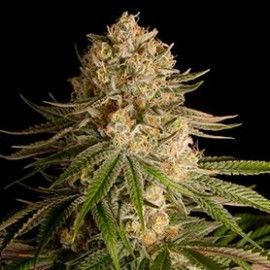 critical-kush-semillas-marihuana