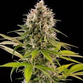 industrial-plant-semillas-de-marihuana