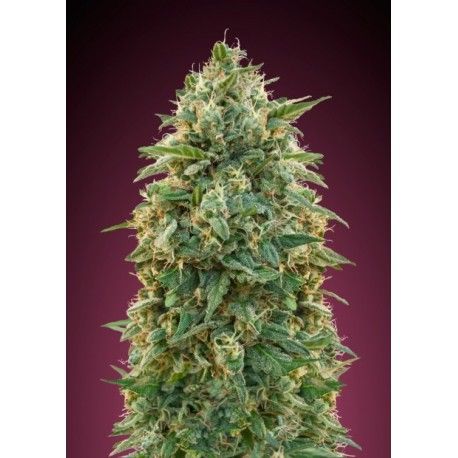 amnesia advanced