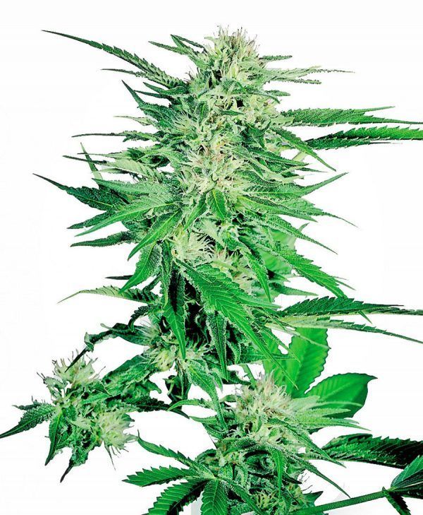 big-bud-feminizada-xl