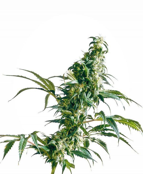 mexican-sativa-xl