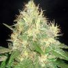 northern-light-blue delicius seeds