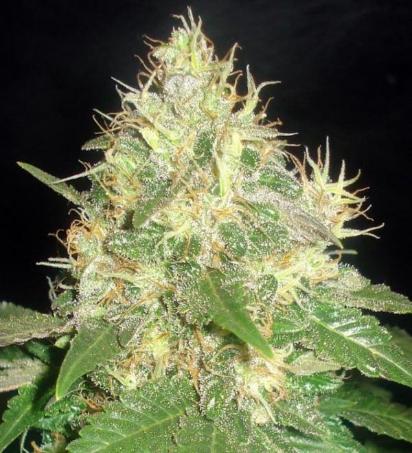 northern-light-blue delicius seeds