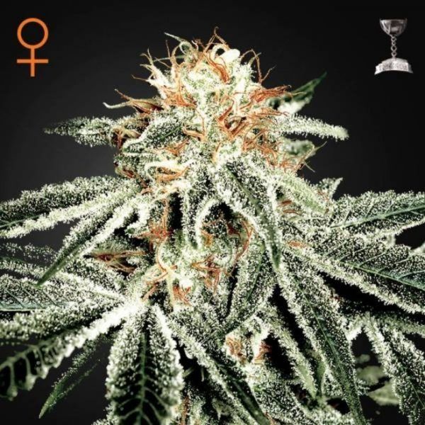 white-widow-feminizada