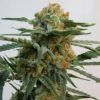 Toxic de Ripper Seeds 4