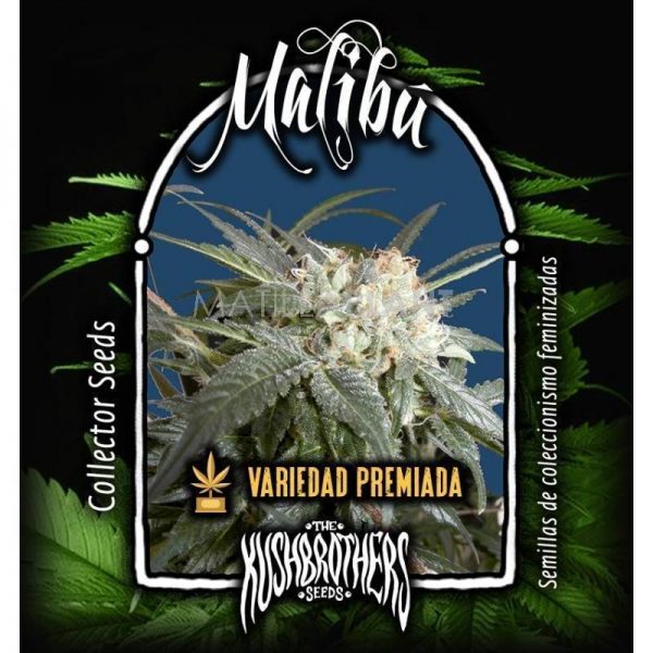 malibu-feminizada