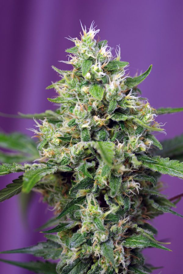 Aweet_Seeds_SWEET_AMNESIA_HAZE_XL_BSW.086