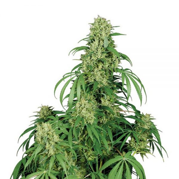 Buddha_Seeds_Calamity_Jane_BBD.012_rcbx-0z