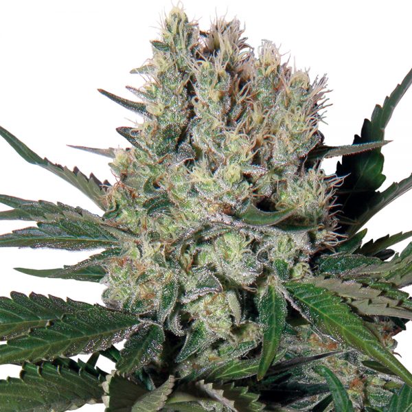 Buddha_Seeds_Syrup_BBD.004-1AU