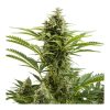 Buddha_Seeds_Vesta_Auto_BBD.011-1AU