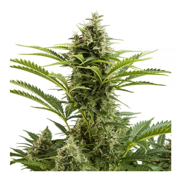 Buddha_Seeds_Vesta_Auto_BBD.011-1AU