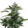 Buddha_Seeds_White_Dwarf_BBD.001-1AU