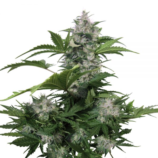 Buddha_Seeds_White_Dwarf_BBD.001-1AU