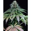 Dinafem_Purple_Moby_Dick_BDIF.085_5yyf-n1