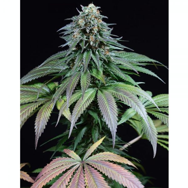 Dinafem_Purple_Moby_Dick_BDIF.085_5yyf-n1