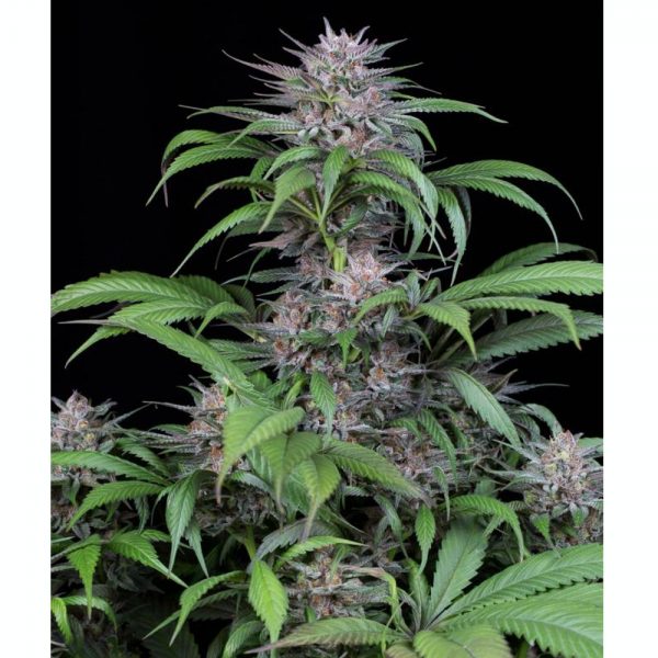 Dinafem_Purple_Quick_Kush_BDIF.087_moar-rn_3hmx-mh