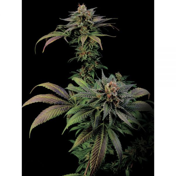 Dinafem_Seeds_Blue_Window_BDIF.005