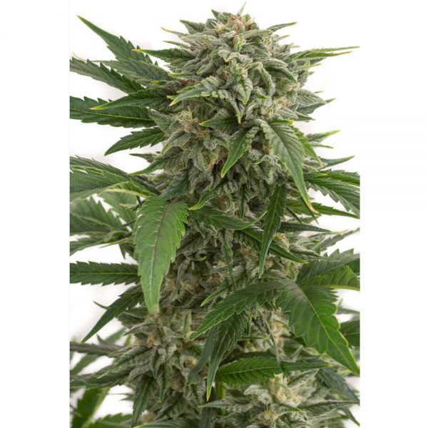 Dinafem_Seeds_Bubba_Kush_Auto_BDIF.061