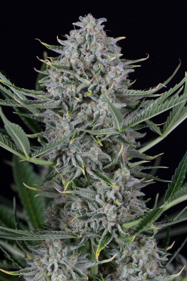 Dinafem_Seeds_Cookies_Auto_BDIF.155_f7os-x0