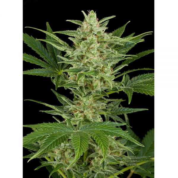 Dinafem_Seeds_Critical_Jack_Autofloreciente_BDIF.028