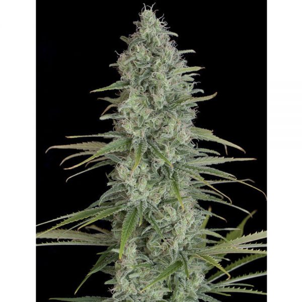 Dinafem_Seeds_Critical_Jack_BDIF.017