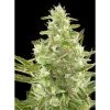 Dinafem_Seeds_Critical__Automatica_BDIF.027