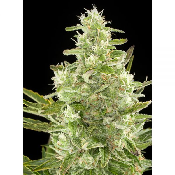 Dinafem_Seeds_Critical__Automatica_BDIF.027