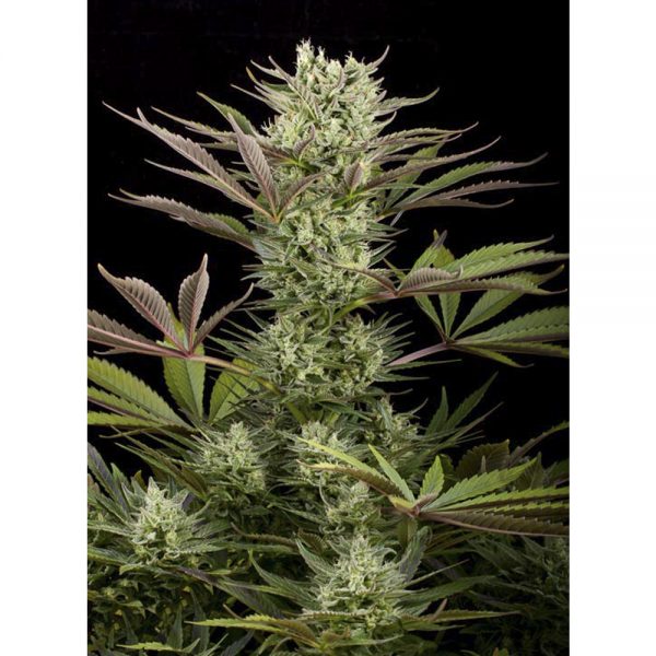 Dinafem_Seeds_Deep_Cheese_BDIF.042