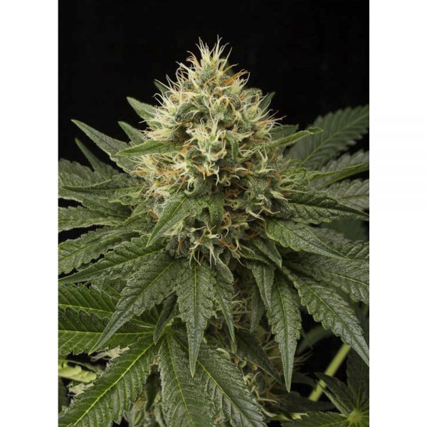 Dinafem_Seeds_Dinachem_BDIF.037_nlg8-hp