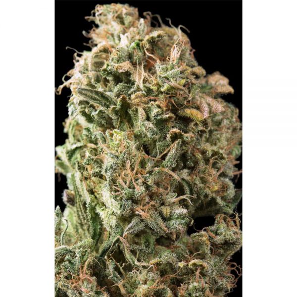 Dinafem_Seeds_Og_Kush_Auto_BDIF.057