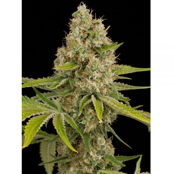 Dinafem_Seeds_Og_Kush_BDIF.030