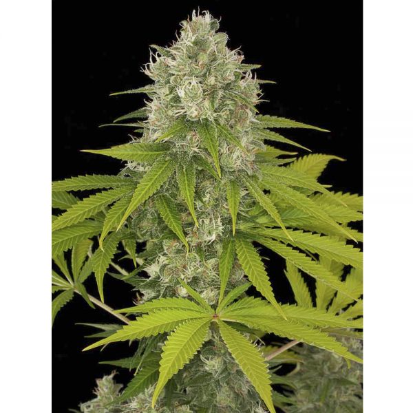 Dinafem_Seeds_Power_Kush_BDIF.002