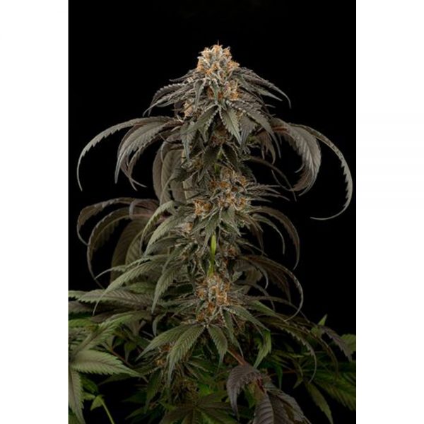 Dinafem_Seeds_Purple_Afghan_Kush_BDIF.069