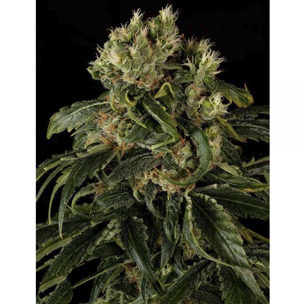Dinafem_Seeds_Santa_Sativa_BDIF.009