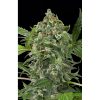 Dinafem_Seeds_White_Cheese_Auto_BDIF.035