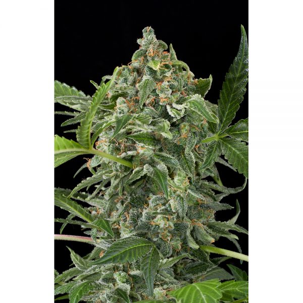 Dinafem_Seeds_White_Cheese_Auto_BDIF.035