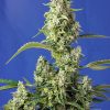 GORILLA_GIRL_XL_AUTO_R__SWS82__1_