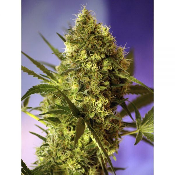 Sweet_Seeds_Big_Devil_BSW.009