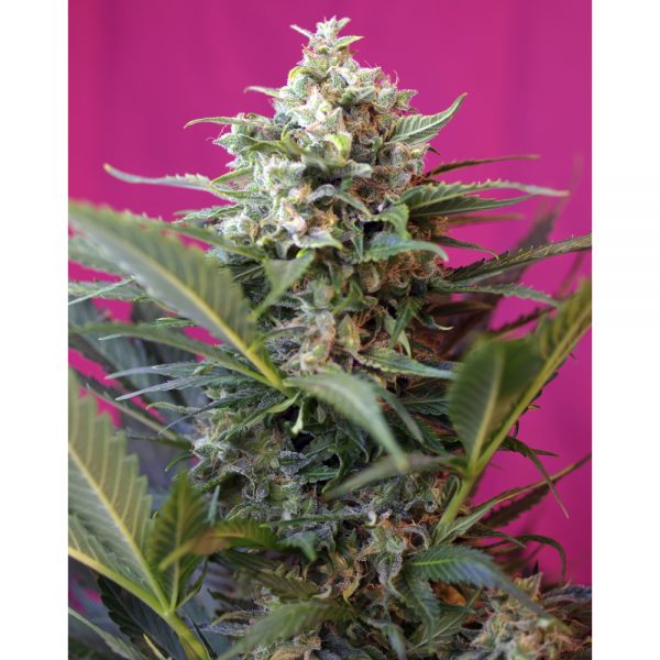 Sweet_Seeds_Big_Devil_XL_BSW.402_c5md-0f