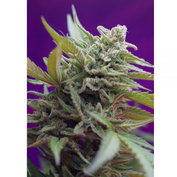 Sweet_Seeds_Black_Jack_Fast_BSW.046