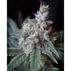 Sweet_Seeds_Cream_Caramel_Fast_BSW.040