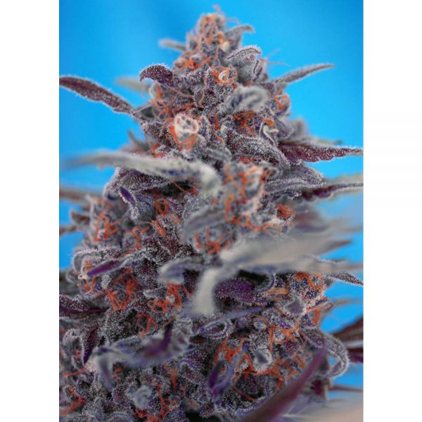 Sweet_Seeds_Devil_Cream_BSW.049