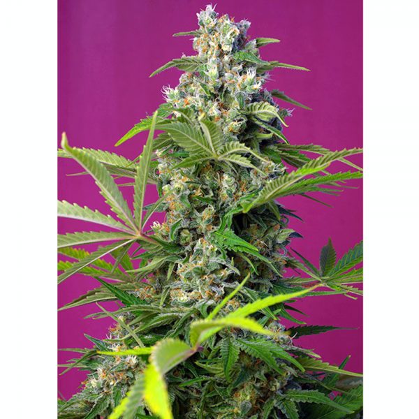 Sweet_Seeds_GORILLA_GIRL_BSW.071_lk7o-e7
