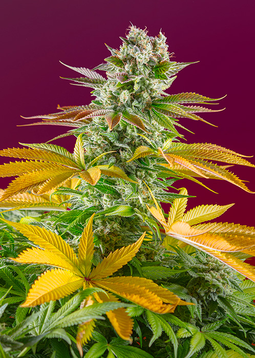 Sweet_Seeds_GORILLA_GIRL_F1_FAST_VERSION_BSW.082_o9t7-7x