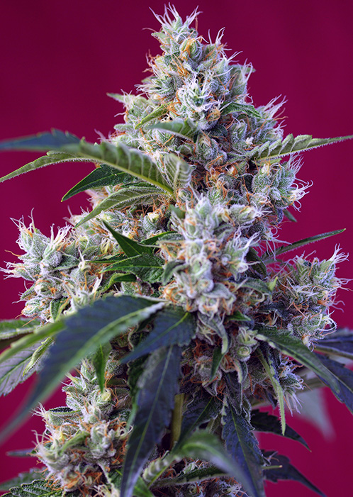 Sweet_Seeds_Indigo_Berry_Kush_BSW.063-3F_mmro-vh