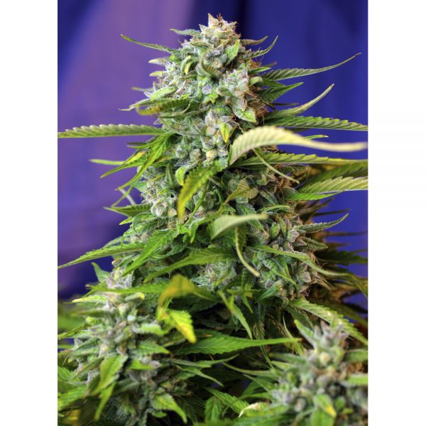 Sweet_Seeds_Jack_47_Auto_BSW.035